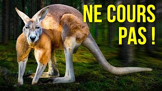 Comment survivre à une attaque de kangourou