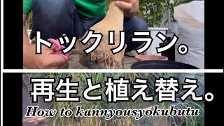 トックリランの再生と、植え替え