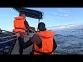 Chasing the Sardine Run Underwater in South Africa