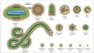 Virology 101: Virus Basics (Lecture 2 of 7)