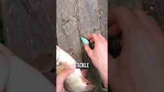 Small Creek Chub Fishing