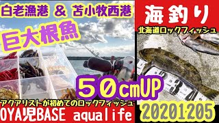 【北海道ロックフィッシュ】白老漁港＆苫小牧西港／海釣り初心者アクアリストが50cmUP巨大アブラコ（アイナメ）トレジャーハント、ガレージライフ、アクアリウム、キャンプ、20201207