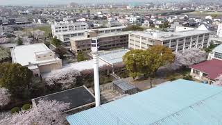 ドローン撮影 新居浜高専の桜 2021年3月31日その3