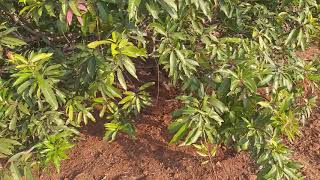 Imam pasand mango tree