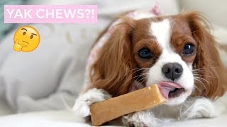 Yak chews review | Himalayan Dog Chew | Dog Treats