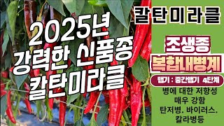 칼탄미라클 - 조생종, 복합내병계, 극대과종, 착과량매우좋음, 중간맵기