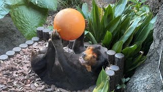 キョウコさんかわいい♪【‎2025年‎1月4日】【上野動物園】マレーグマ