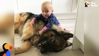 Big Dog Loves His Little Baby Girl | The Dodo