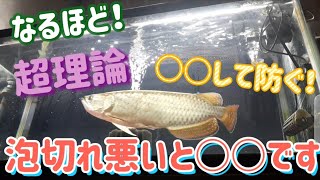 【アロワナ飼育】アロワナ水槽って泡切れ悪い方がいい？理由を話ながらアロワナの目垂れ対策や個人的な見解を語ります