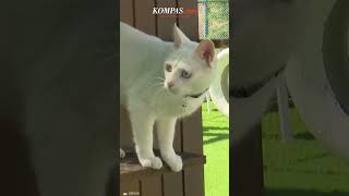 Melihat Uniknya Kota Kucing di Turkiye