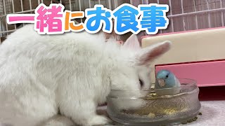 うさぎとチンチラとインコが仲良くお食事して和やかに遊ぶ