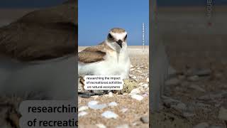 Kentish plover shorebird spotted nesting in Spain