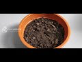 ചകിരിച്ചോറ് എന്താണ് എങ്ങനെ തയ്യാറാക്കാo🌴how to prepare cocopeat chakiri choru u0026benefits in malayalam