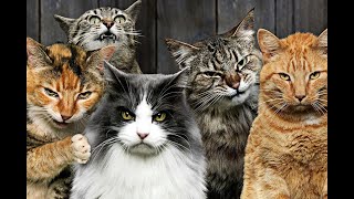 😺 Кошачья банда! 🐈 Смешное видео с котами и котятами для хорошего настроения! 😸