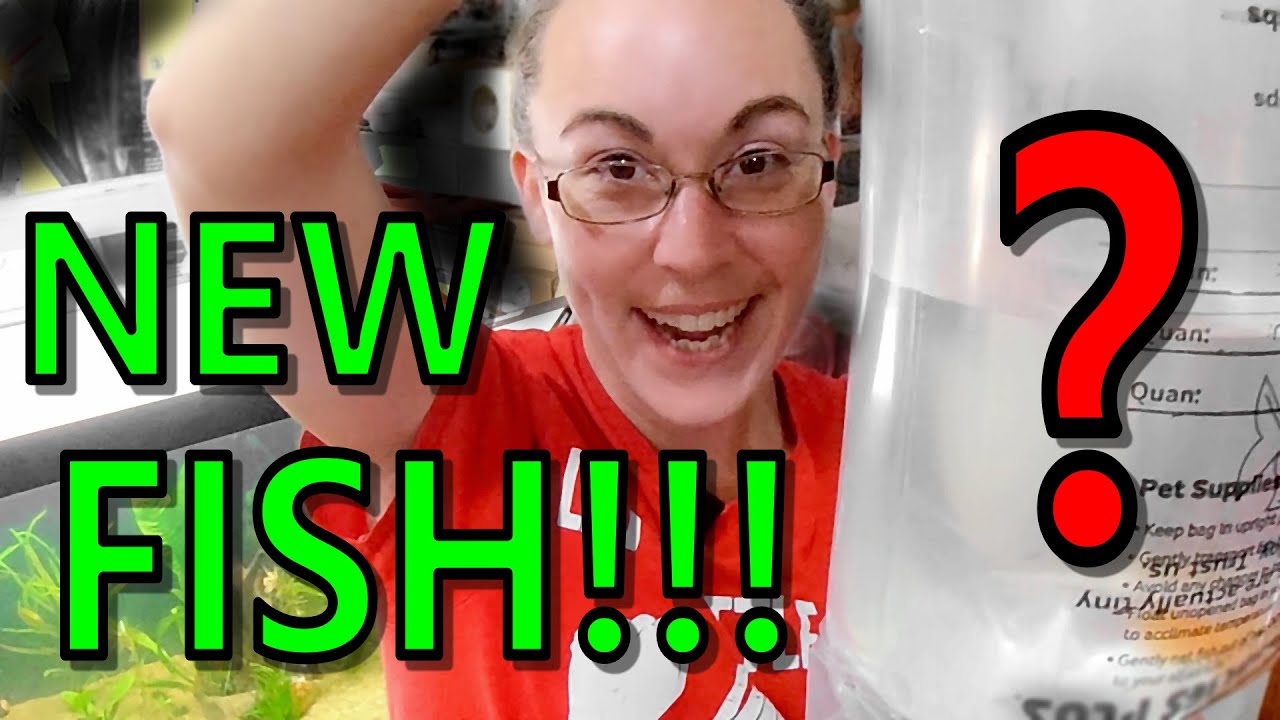 New Fish Youtube