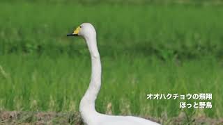 オオハクチョウの飛翔