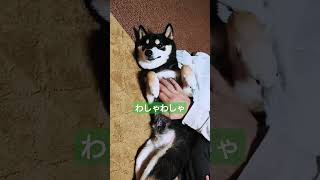 へそ天 #dogbreed #dog #しば #shibaken #しばいぬ #shibainu #黒柴 #犬のいる暮らし