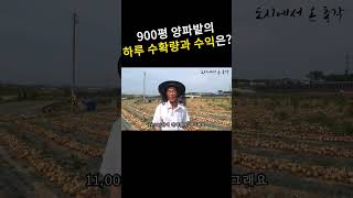 900평 양파밭 얼마나 벌 수 있을까? 양파 매출공개 #농사