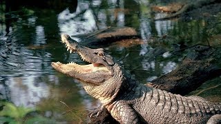 IMAX Hurricane on the Bayou: American alligators