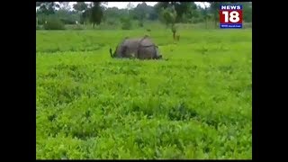 BIHALI RHINO