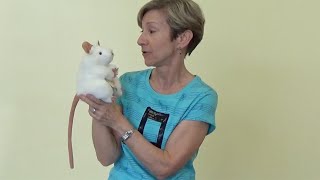 Lynn Kleiner's Puppets with a Purpose - Allegro the Mouse