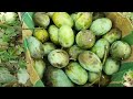 আম্রপালি আম হারভেষ্ট ও পরিচর্যা। how to care amropali mango and harvesting.