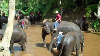 Maesa Elephant Camp