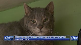 31-pound NC shelter cat wants to be ‘somebody’s couch potato’