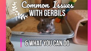 Gerbil Care - Common Issues With Gerbils