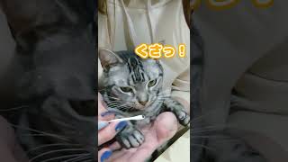 猫の鼻掃除をするとこんなの取れるんです！#shorts