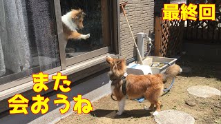 【シェルティ】また遊ぼうね🐾【里帰り#最終回】