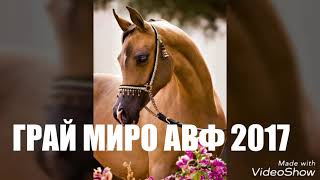 Грай Миро авф 🐎🔥 - Виджай плащун