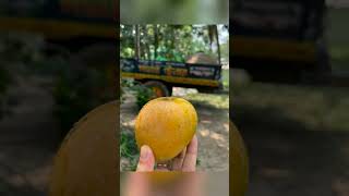 #Foler Raja Mango#Himsagar Am at youtube shot#bangla vlog channel