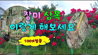 장미 삽목 이렇게 해보세요 100%성공할 수 있습니다. #장미삽목 #장미접목 #삽목