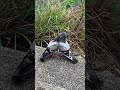 鳩さんのイチャイチャパラダイスを見せつけられる他の鳩さんwwwwww