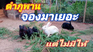 กระต่ายดำภูพานจองกันมาเยอะมากแต่ไม่มีไห้|กระต่ายเนื้อ|ภูไทมุก