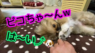 ㊽ピコちゃん寒いよ〜😣💕ピコちゃん✨【 ペキニーズ】仔犬 11ヶ月半4.9kg