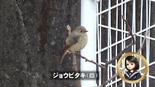 30秒の心象風景27065・住宅街の畑に～ジョウビタキ雌～