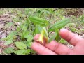 Capital Naturalist: Perfoliate Bellwort