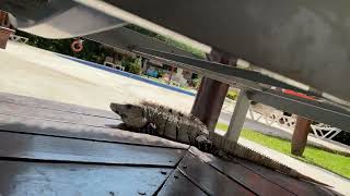 Iguanas at the Grand Riviera Princess Hotel, Mexico