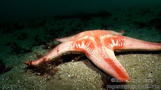 HDObservations :  Channeled Sea Star (4K UHD)