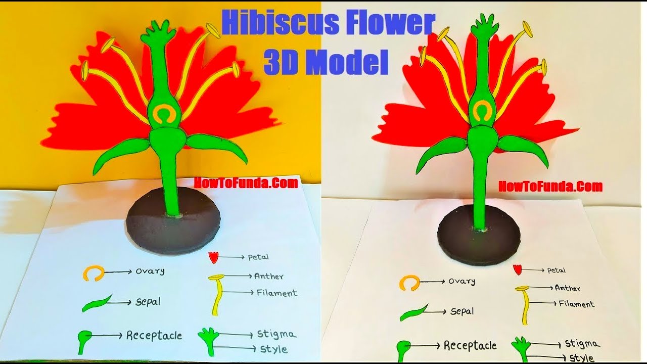 Hibiscus Flower Parts 3d Model Making Science Project Diy