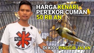 Harga Kenari Mulai 50rb Per ekor Di Kios Pinggir Jalan Raya #kenarigacor #kenarimania