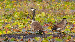 Honks and Headbangs: Canada Goose's Strange Calling Technique