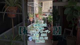 【植物日記】早朝のベランダガーデン EAST SIDE 2023.08.02 AM5:20