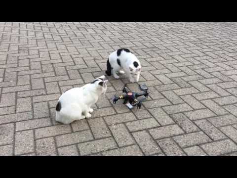 Cats playing with my quadcopter Cats playing with my quadcopter