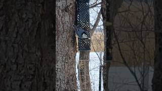 A Beautiful White-Breasted Nuthatch Enjoying Peanuts from the Bird Feeders!