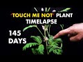 Growing Touch Sensitive Plant (Mimosa pudica) - 145 Days Timelapse!