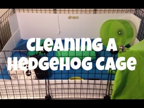 Cleaning a Hedgehog Cage (2014) Cleaning a Hedgehog Cage (2014)