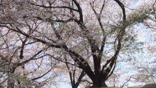 京都八幡の桜 2009（淀川河川公園 背割堤）Sakura (Cherry blossoms) in Kyoto